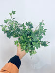 Baltic Ivy - Indoor/Outdoor Plant