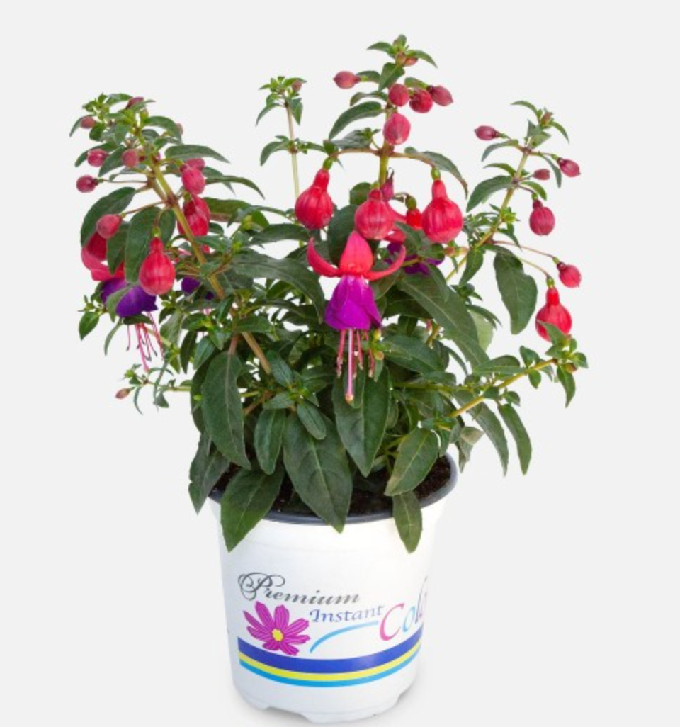 Upright Fuchsia - Indoor/Outdoor Plant