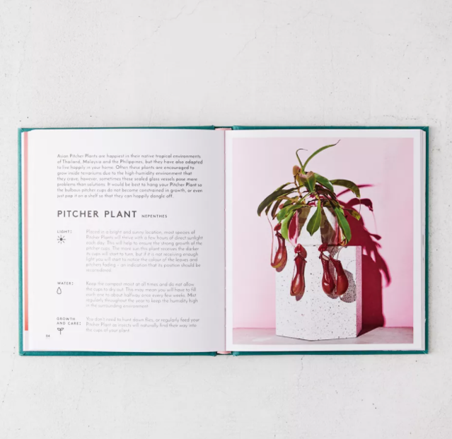 the little book of house plants and other greenery Little Book of House Plants – Saint Seneca