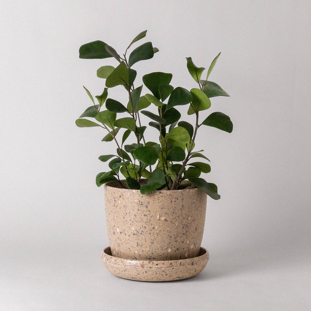 Kohi Coffee Bean Planter Pot