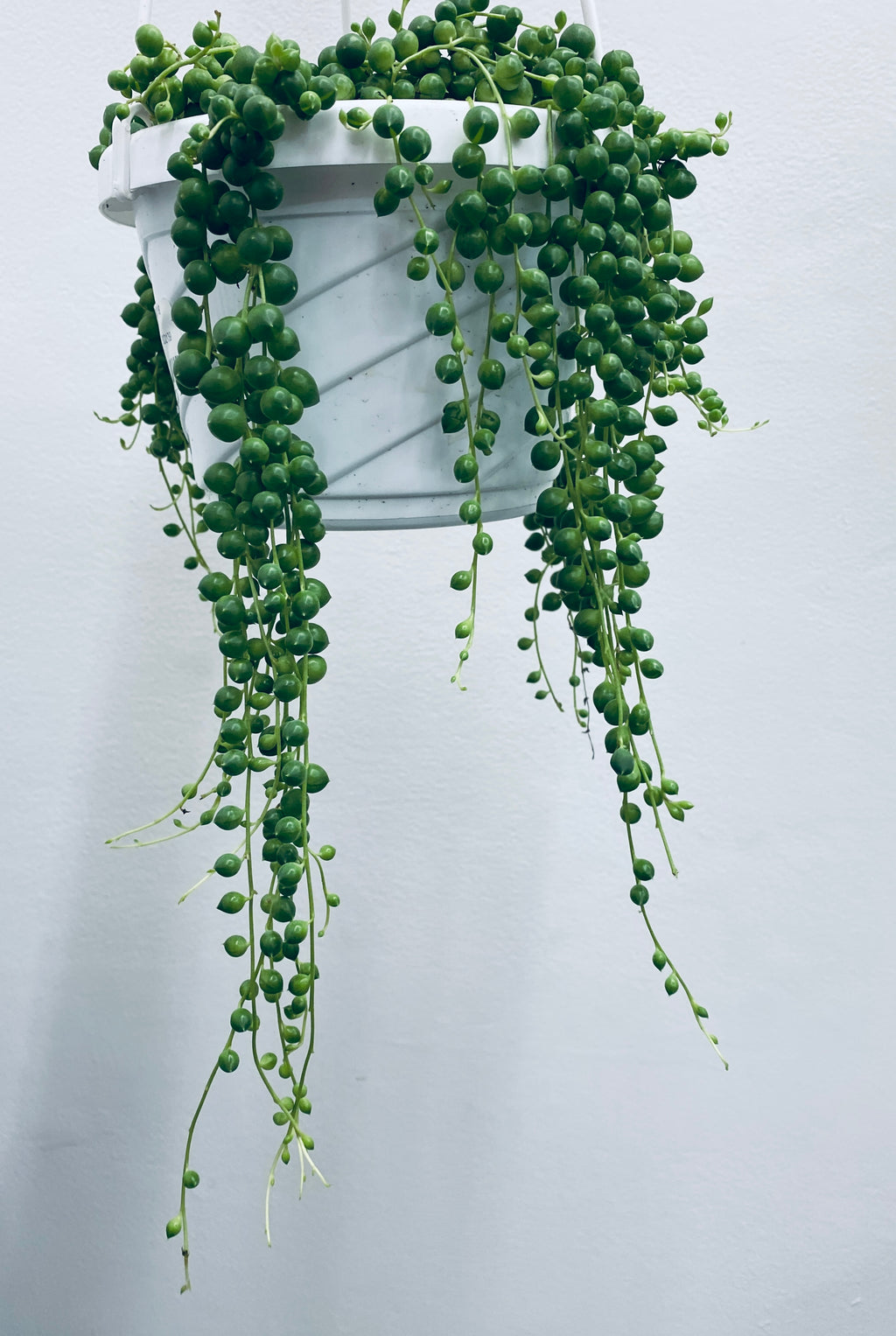 String of Pearls - Senecio Rowleyanus - Indoor Plant