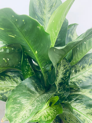 Dieffenbachia Memoria  - Indoor Plant