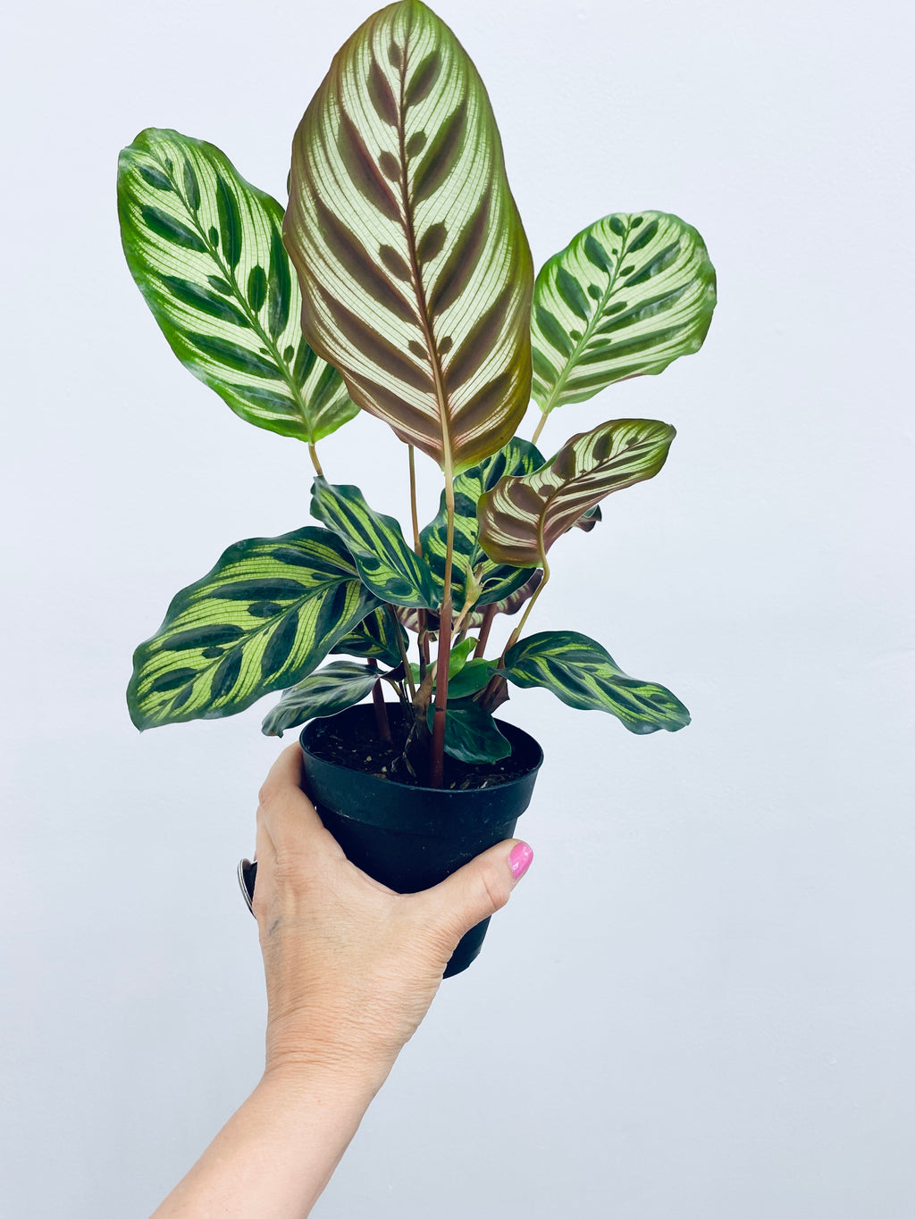 Calathea Makoyana / Peacock - Indoor Plant