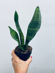 Sansevieria Black Coral / Snake Plant - Indoor Plant