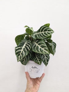 Zebra  - Indoor Plant