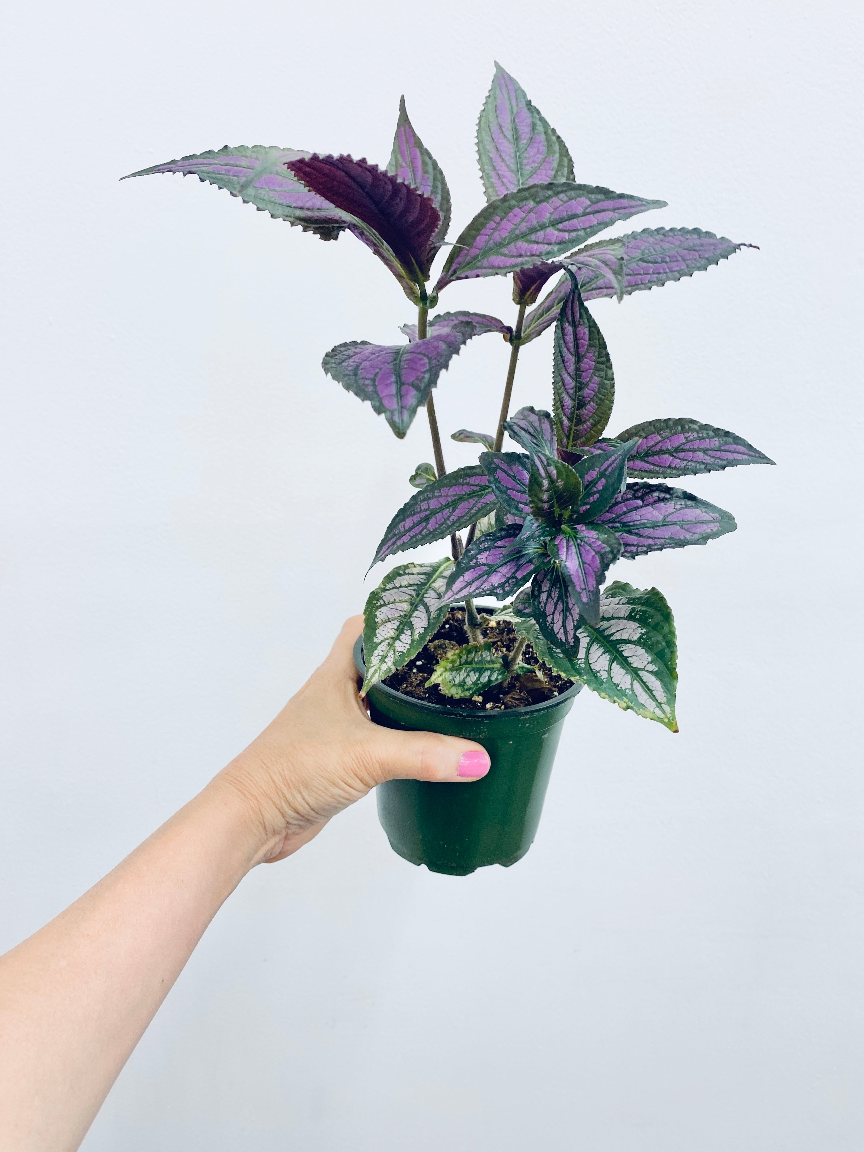 Strobilanthes / Persian Shield - Indoor / Outdoor Plant