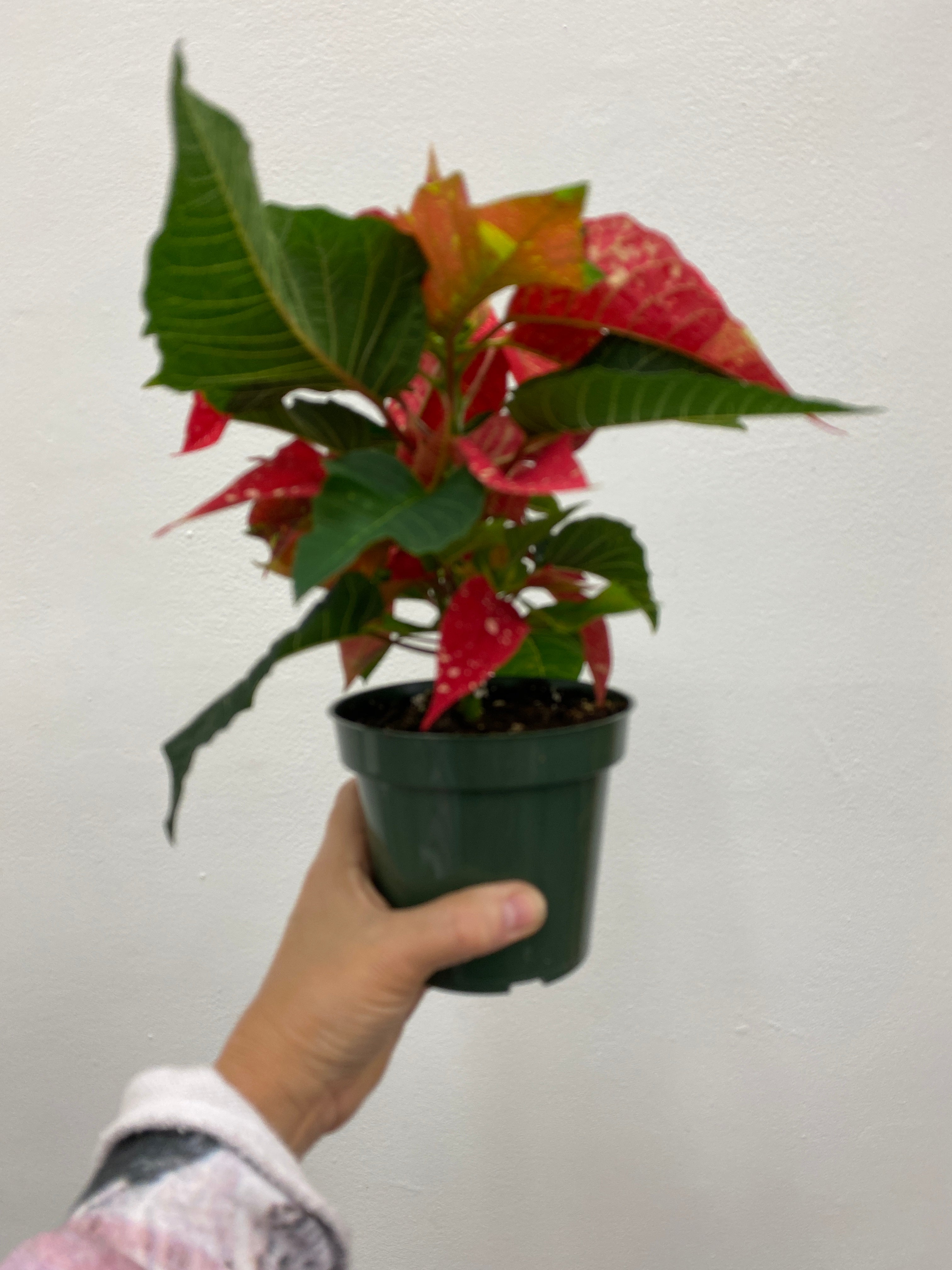 Poinsettia  - Indoor/Outdoor Plant