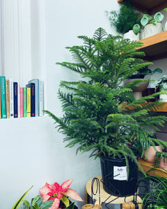 Norfolk Pine - Indoor