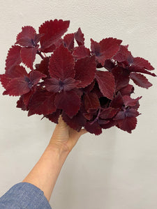 Rediculous Coleus- Indoor/Outdoor Plant