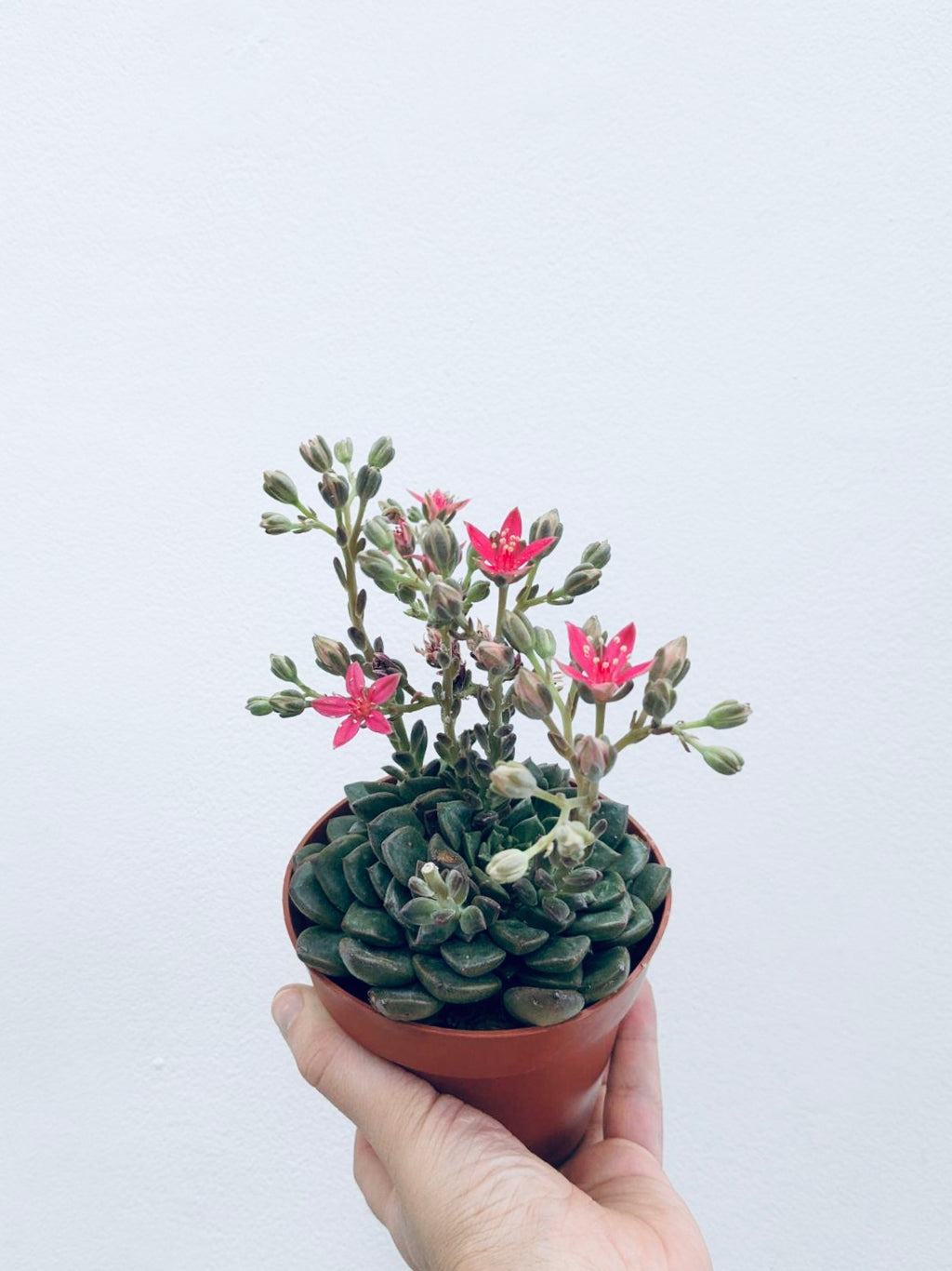 Leatherpetal Bellum Cactus  - Indoor Plant