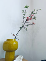 Solis Vase