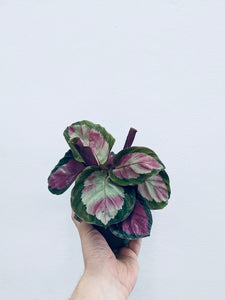 Calathea Rosy  - Indoor Plant