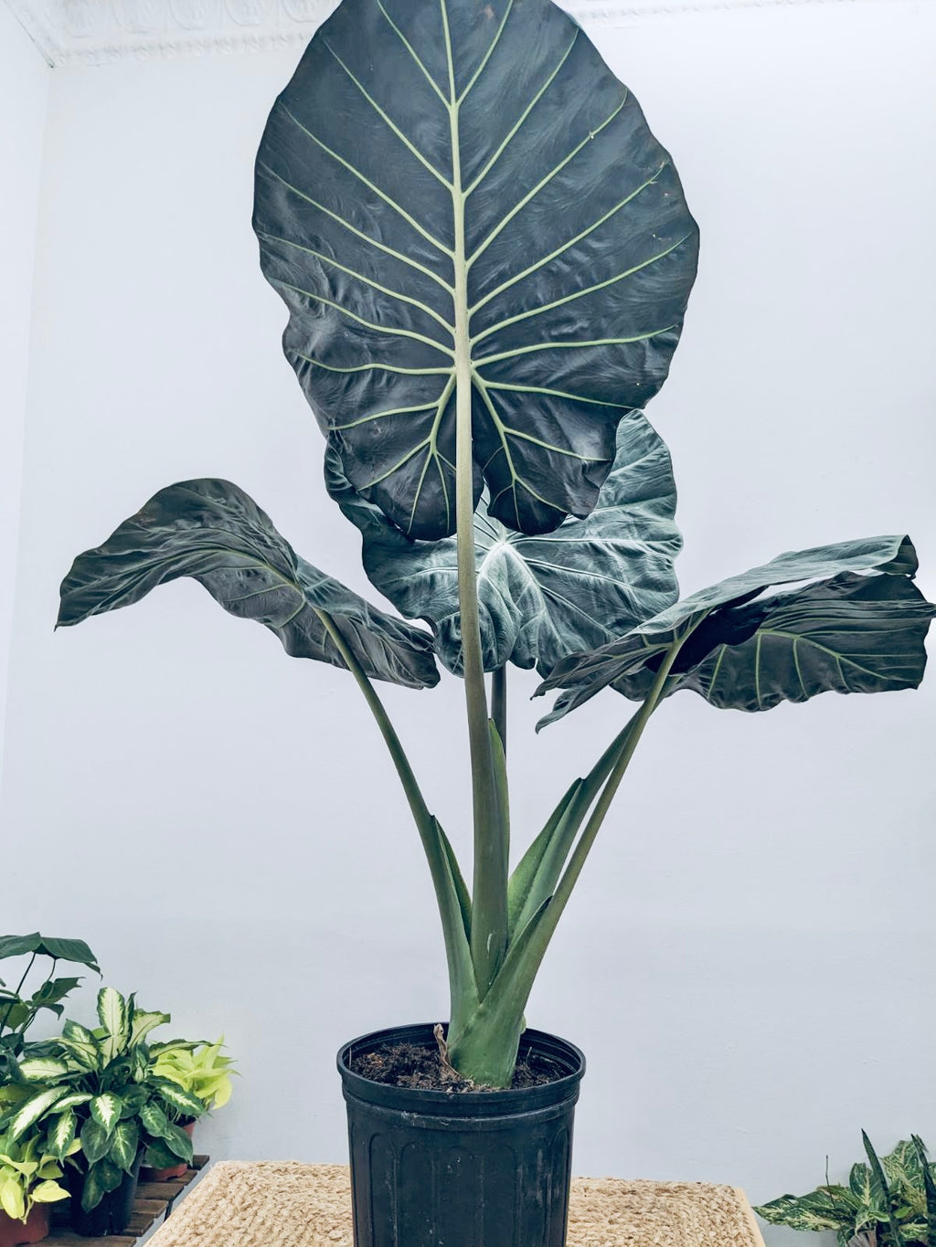 Alocasia Regal Shields - Indoor/Outdoor Plant
