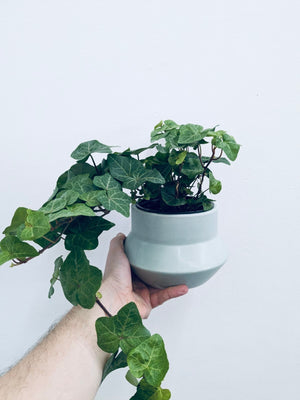 English Ivy - Indoor/Outdoor Plant