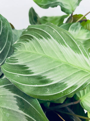 Maranta Silver Band - Indoor Plant