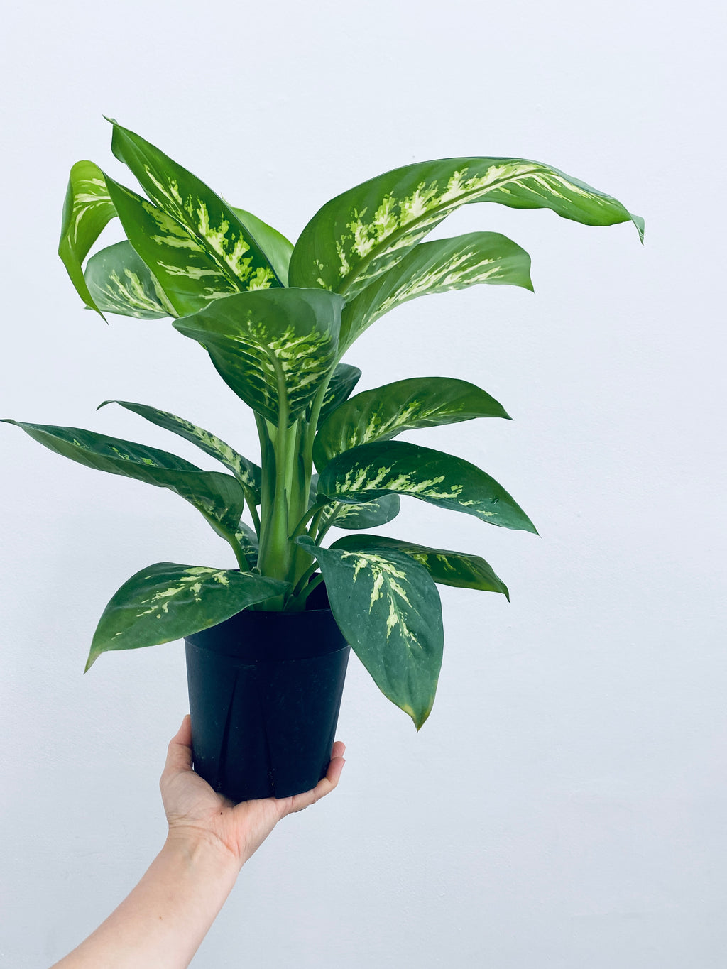 Dieffenbachia / Dumb Cane - Indoor Plant