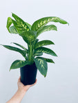 Dieffenbachia / Dumb Cane - Indoor Plant