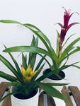 Bromeliad Guzmania - Indoor Plant