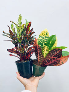 Assorted Croton  - Indoor Plant