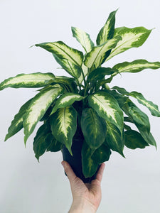 Dieffenbachia Hybrid - Indoor Plant