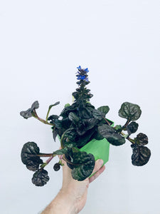 Black Scallop / Buglewee - Indoor / Outdoor Plant