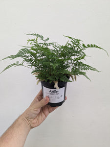 Rabbit Foot Fern - Indoor Plant