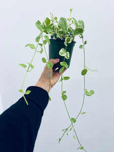Periwinkle / Vinca Vine - Indoor Plant