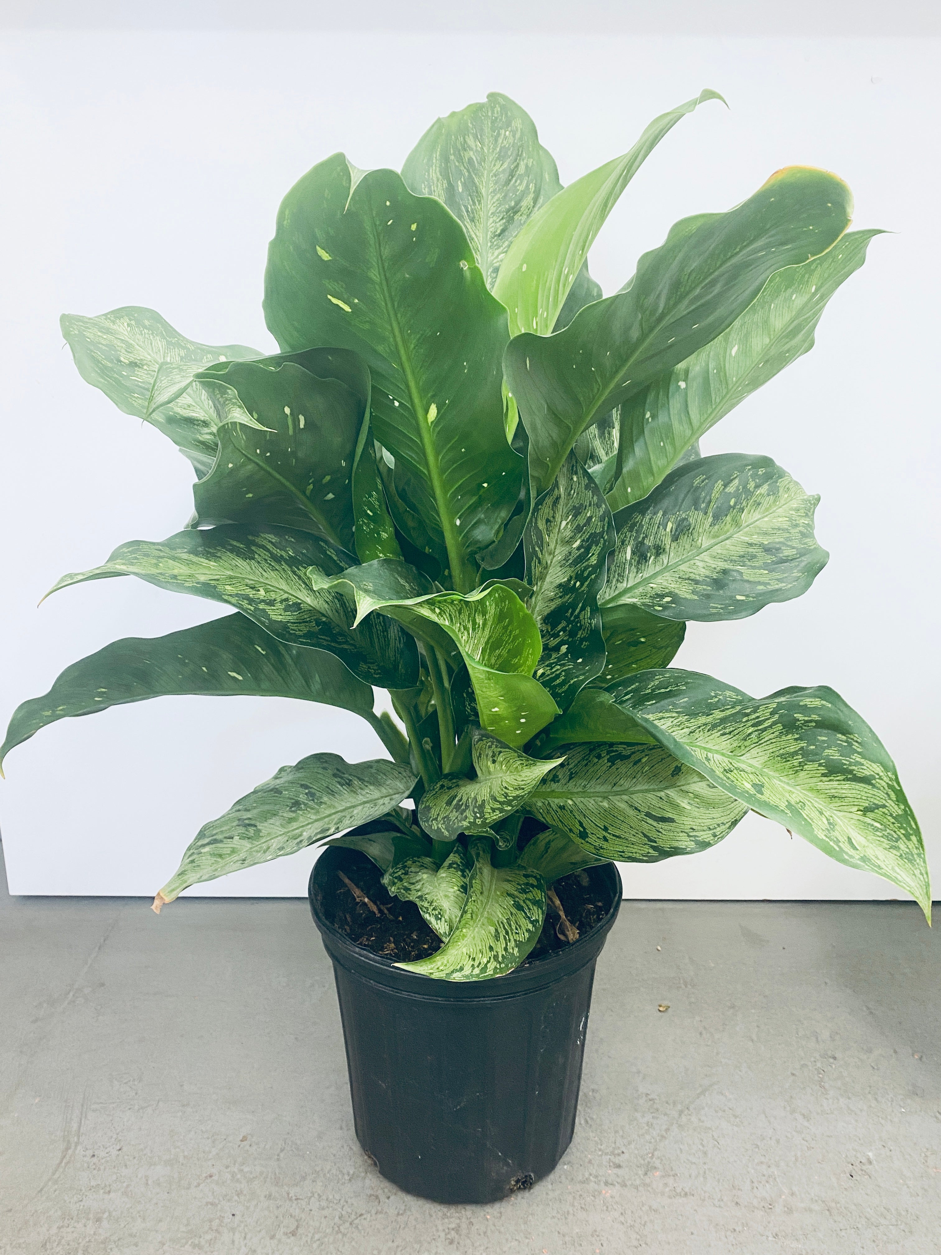 Dieffenbachia Memoria  - Indoor Plant