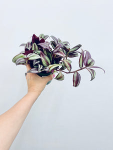 Tradescantia Wandering Dude / Purple Zebrina  - Indoor Plant