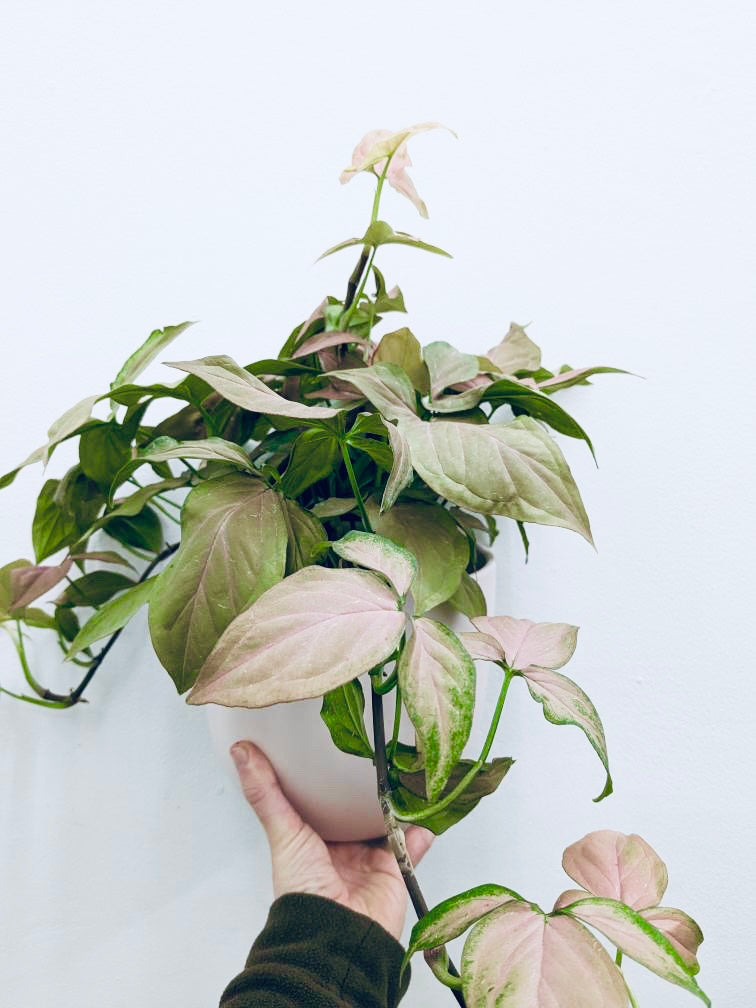 Pink Syngonium  - Indoor Plant