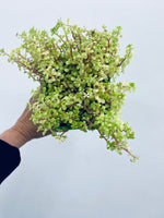 Assorted Outdoor Sedum Plants