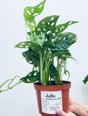 Philodendron  Swiss Cheese - Indoor Plant
