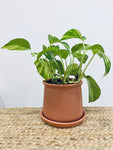 Caleb Plant Pot