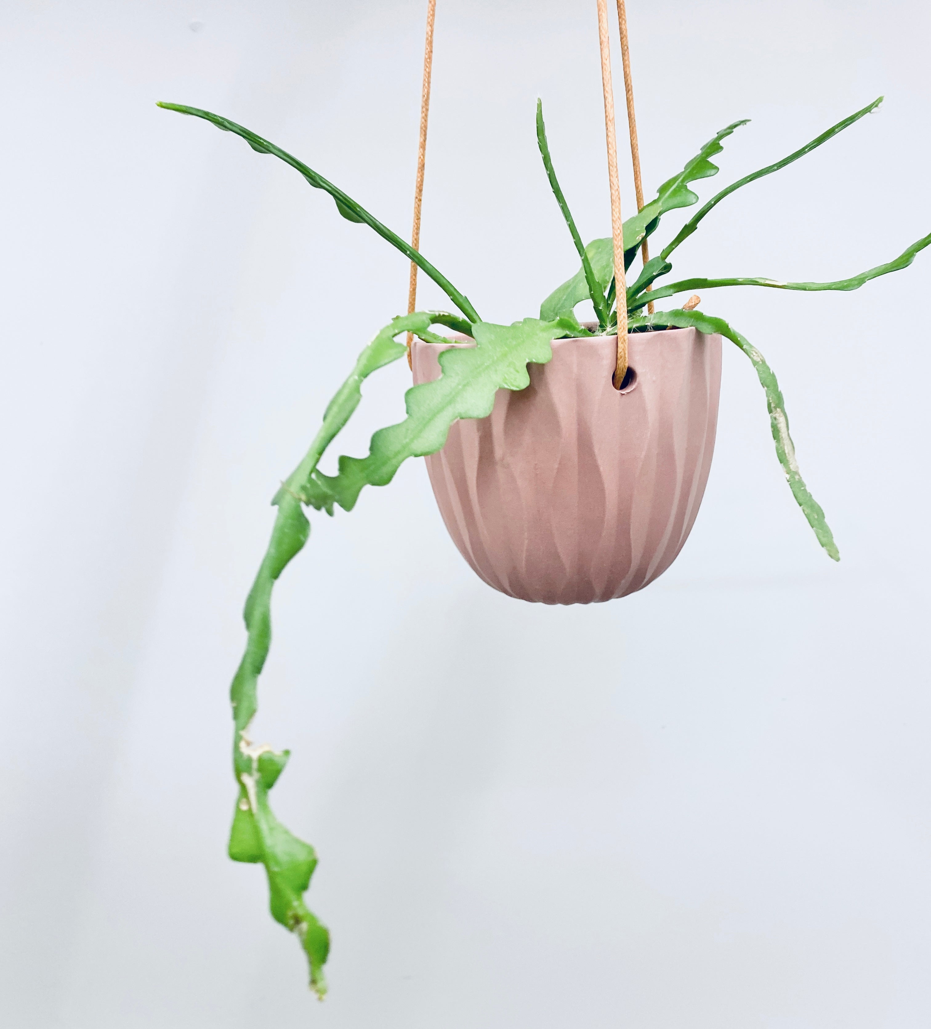 Mulberry Hanging Planter