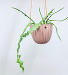 Mulberry Hanging Planter