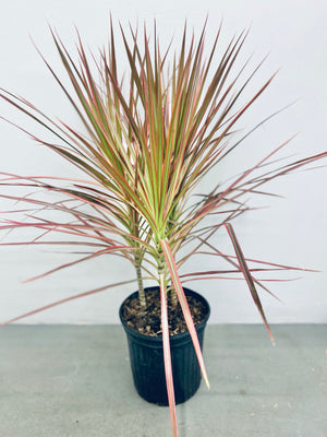 Dracaena Colorama - Indoor Plant