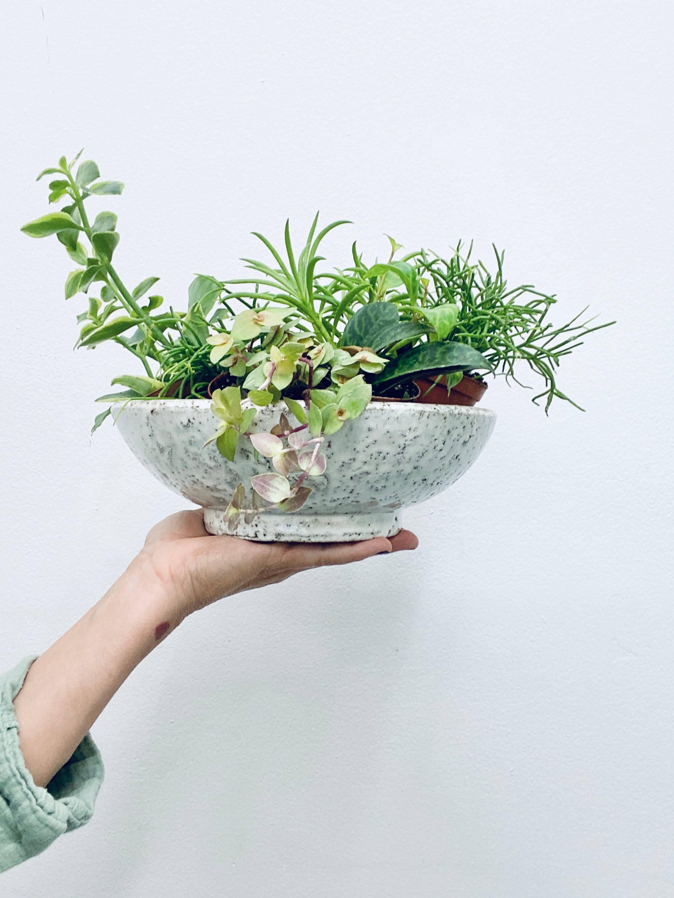 Assorted 2" Mini Plant - Indoor Plant