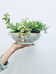 Assorted 2" Houseplant - Indoor Plant