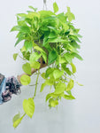 Neon Pothos - Indoor Plant