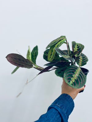 Maranta Red Prayer Plant- Indoor Plant