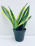 Sansevieria Gold Flame / Snake Plant - Indoor Plant