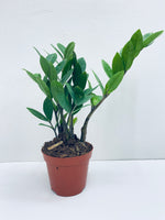 ZZ Plant' / Zamaioculcas Zamiifolia  - Indoor Plant
