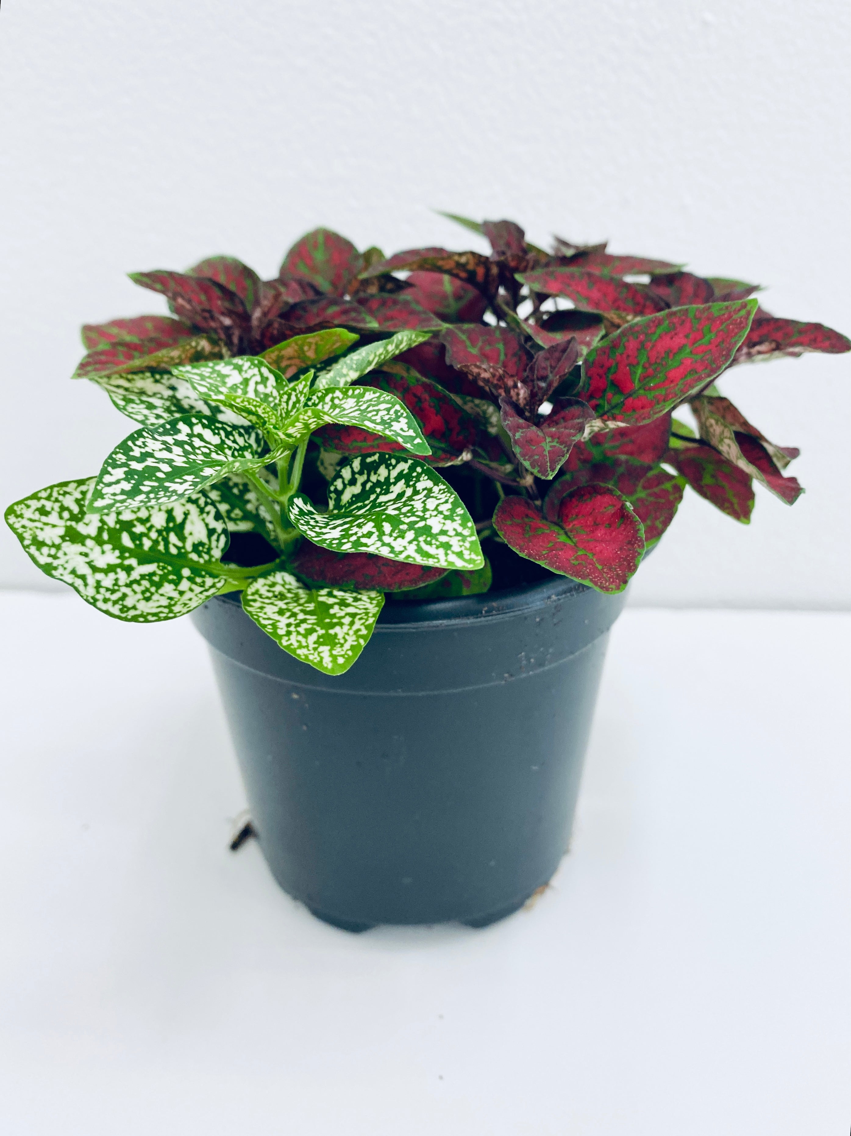 Hypoestes Phyllostachya / Polka Dot Plant - Indoor Plant