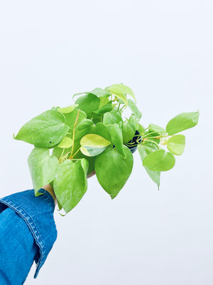 Philodendron Lemon Lime  - Indoor Plant