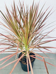Dracaena Colorama - Indoor Plant