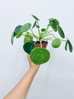 Pilea Peperomia  - Indoor Plant