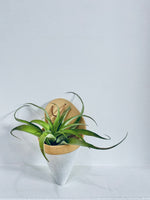 Envelope Airplant Holder