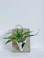 Boarded Air Plant Holder