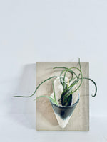 Boarded Air Plant Holder