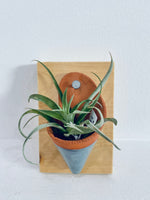 Boarded Air Plant Holder